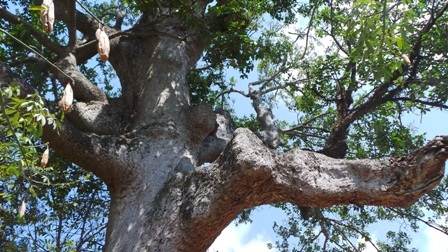 Một cánh tay của cây Dầu Rái 300 tuổi bị khô, trụi cành lá