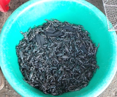 Bò cạp được rọng trong những cái xô như thế này và bày bán như rau ở chợ biên giới Tịnh Biên