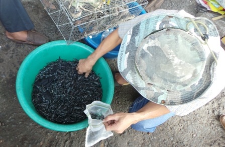 Tuỳ con lớn con nhỏ, có giá từ 3.000 -5.000 đồng/con bò cạp