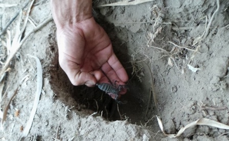 Hang vua bò cạp ở chỉ sâu khoảng 30 -40cm