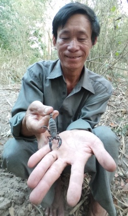 Theo anh Ngô Văn Lên khi bò cạp chít chỉ đau hơn kiến cắn, không gây chết người