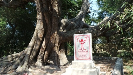 Hàng ngày có nhiều người từ phương xa tìm đến đây để chiêm ngắm cây me có thế tuyệt đẹp này