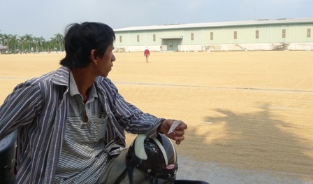 Nhiều nông dân cho rằng việc theo dõi giá lúa còn mệt hơn làm ra hạt lúa