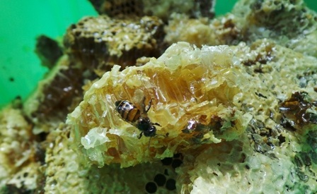 Anh Cương chỉ lấy mật, tuyệt đối không bắt ong non.