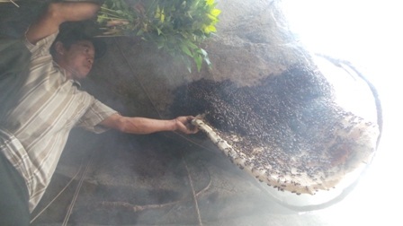 Chỉ cần cây đuốc, lá dừa khô và một số lá cây rừng, là anh Cương có thể bắt được tổ ong to thế này