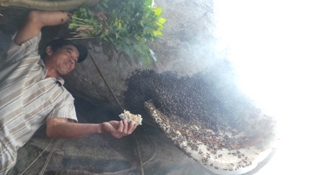 Ong mật bắt đầu bỏ tổ thoát thân