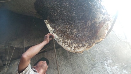 Tiếp cận tổ ong để bắt đầu xông khói