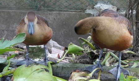 Khi đến mùa sinh sản, le le tự bắt cặp với nhau và anh Sa Lê đeo nhẫn cưới cho chúng để phân đàn