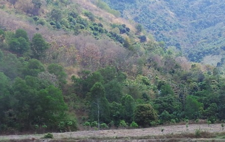 Do nắng nóng cứ tăng dần, nhiều cây rừng ở cái núi Tượng, đồi Tức Dụp,...bị khô héo