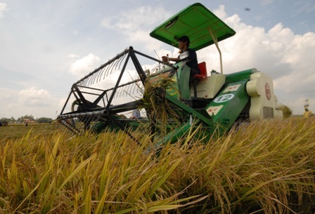 Lúa đông xuân sớm, nông dân trúng mùa được giá - 1 Hiện tại nông dân ở các tỉnh ĐBSCL đang bước vào mùa thu hoạch rộ vụ lúa đông xuân 2013 - 2014