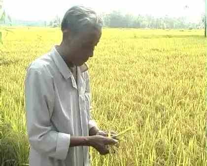 Doanh nghiệp thu mua lúa "lật kèo" phút chót, "bỏ rơi" nông dân - 1 Ông Trần Văn Khoẻ - ở HTX Thành Lập (xã Tân Công Chí) bên ruộng lúa những ngày chưa gặt