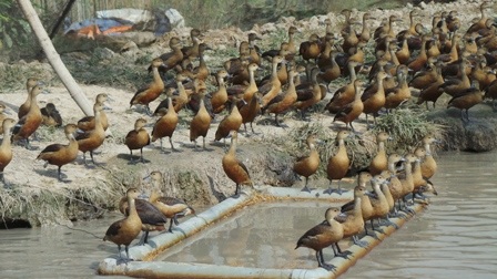 Khoảng tháng 7-8 anh Sa lê xuất chuồng le le, với giá  từ 400.000 - 500.000 đồng/con