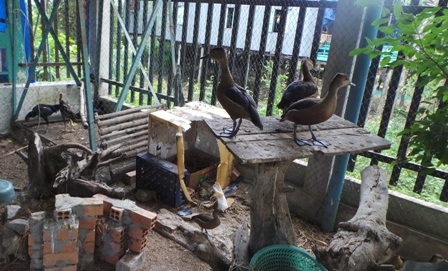 Khi đến mùa sinh sản, le le tự bắt cặp với nhau và anh Sa Lê đeo nhẫn cưới cho chúng để phân đàn