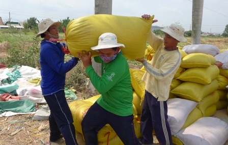 Nhiều nông dân cho rằng việc theo dõi giá lúa còn mệt hơn làm ra hạt lúa