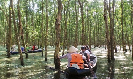 Đi sâu vào tâm của rừng tràm