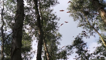 Đến rừng trạm đẹp nhất là vào tháng 9, 10 âm lịch