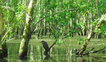Những con cò không buồn di chuyển dù du khách có thể chạm tay vào