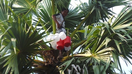 Chọn cuốn hoa thốt nốt để cắt