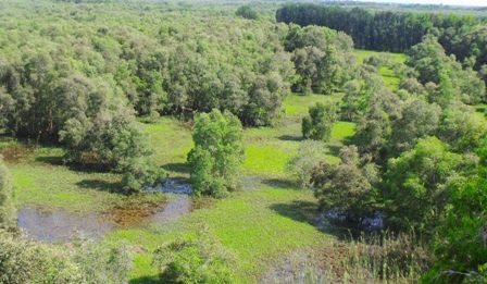 Rừng tràm Trà Sư nhìn từ trên đài quan sát