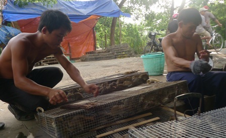 Chợ chuột lớn nhất miền Tây mỗi ngày “xuất” 5 tấn chuột