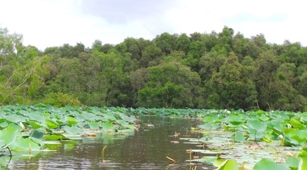Đường dẫn vào rừng tràm có hoa sen bập bềnh xanh ngát
