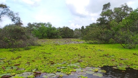 Và thảm bèo vàng óng