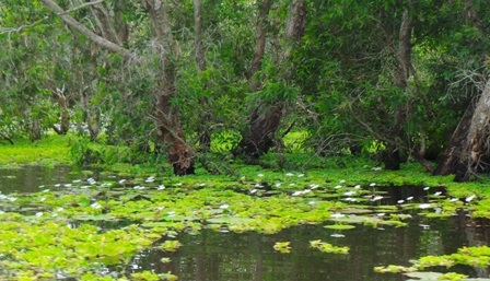 Bức tranh thuỷ mặc tự nhiên của rừng tràm Trà Sư