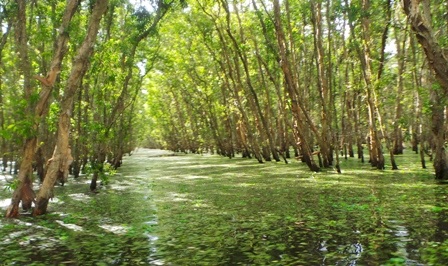 Bức tranh thuỷ mặc tự nhiên của rừng tràm Trà Sư