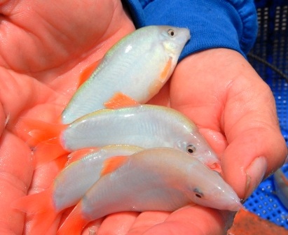 Giống cá heo nước ngọt đang giúp nhiều hộ nông dân làm giàu chính đáng