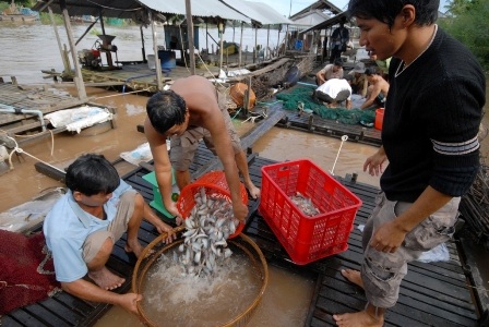 Năm 2013, gia đình anh Linh thu lợi trên 1 tỷ đồng nhờ vào 10 bè cá heo nước ngọt