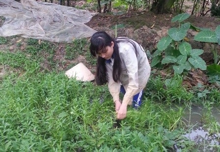 Đỗ đại học, nữ sinh lo đi làm công nhân vì không có tiền nhập học - 1 Ngoài việc phụ mẹ lột hạt điều, Ngọc Mai còn đi cắt rau ngổ bán lấy tiền mua gạo