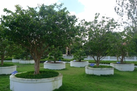 Hai cây đại thụ bên Vòm Mộ thân sinh Chủ tịch Hồ Chí Minh - 5 Hàng chục vây mai vàng có tuổi thọ trên 20 năm