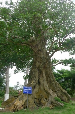 Hai cây đại thụ bên Vòm Mộ thân sinh Chủ tịch Hồ Chí Minh - 8 Cây Sung đã có tuổi thọ gần cả trăm năm tuổi