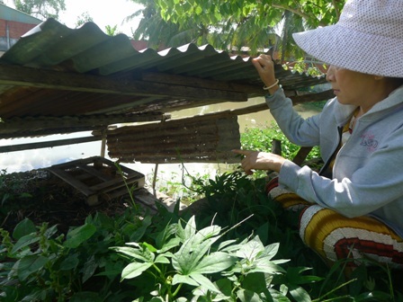 Thành tỷ phú nhờ nuôi le le giữa thành phố - 4 Tại 3 góc ao, bà Tuyết Ngọc - vợ ông Lắm cho biết, hiện có khoảng 40 con le le bắt đầu đẻ trứng