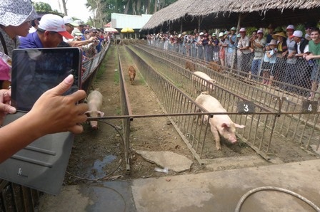 Về Cần Thơ xem trò đua heo, đua chó độc nhất miền Tây - 4 Chú ỉn thứ 3 đã về đích