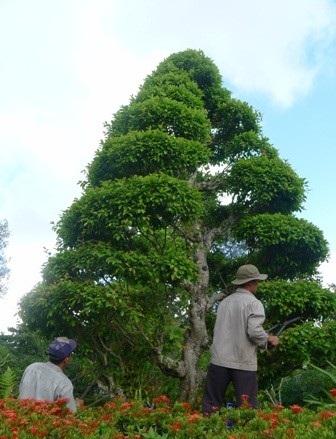 Hai cây đại thụ bên Vòm Mộ thân sinh Chủ tịch Hồ Chí Minh - 3 Cây Sộp