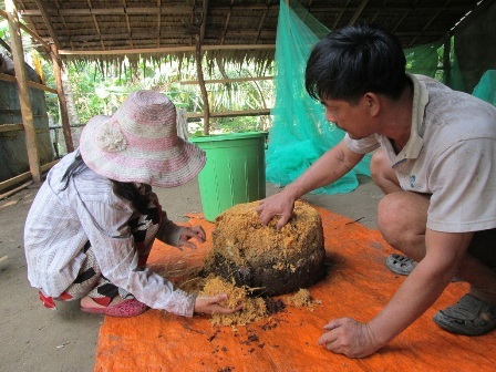 “Sát thủ” cây xanh trở thành món ăn đệ nhất miền Tây - 1 Anh Phúc vừa hạ một cây dừa vì đã bị héo đọt do đuông tấn công