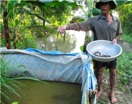 Kiếm bạc triệu mỗi ngày nhờ nghề xúc lươn đồng mùa lũ - 11 Sau 4 -5 tháng thả nuôi, ông Tuấn xúc ao, bán lương thu từ 10 - 15 triệu đồng