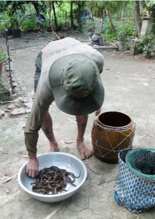 Kiếm bạc triệu mỗi ngày nhờ nghề xúc lươn đồng mùa lũ - 10 Ngoài ra, còn bắt được một số loài khác như: rắn, cua, ốc, cá....