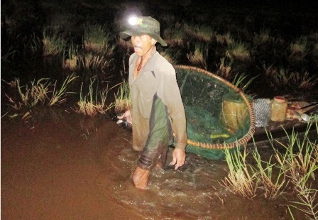 Kiếm bạc triệu mỗi ngày nhờ nghề xúc lươn đồng mùa lũ - 2 Ông Tuấn bắt đầu công việc xúc lươn từ 1 giờ sáng