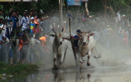 60 đôi bò “căng sức” tranh tài dịp lễ Sen Dolta - 5 Sức hút tại lễ hội đua bò Bảy Núi là sự dũng mãnh sải bước của các đôi bò