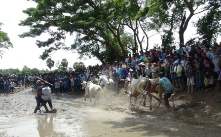 60 đôi bò “căng sức” tranh tài dịp lễ Sen Dolta - 3 Quyết liệt tranh tài