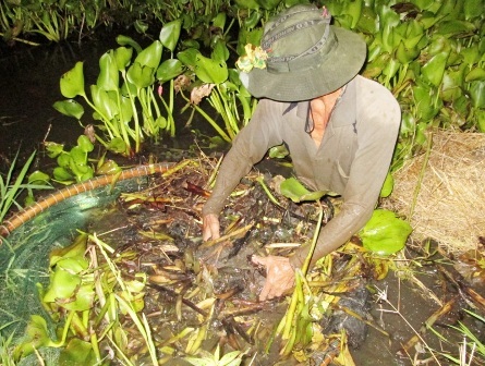 Kiếm bạc triệu mỗi ngày nhờ nghề xúc lươn đồng mùa lũ - 7 Để xúc có lươn nên đi từ 1 -2 giờ sáng, vì nếu trễ quá (khi có ánh nắng) lươn sẽ ra khỏi ụ cỏ