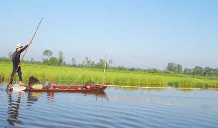 Nếu đồng ruộng nào nước sâu thì người đẩy côn có thể đứng trên xuống dùng xào để đẩy xuồng đi tới