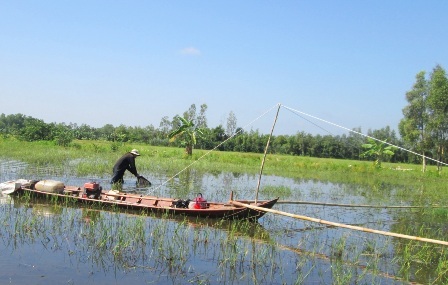 Khi cá va chạm với các thanh côn sẽ chúi xuống đất, tạo thành các tim nổi lên mặt nước