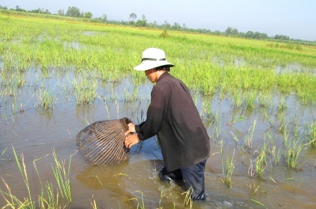 Người đẩy côn phải hết sức chú ý để phát hiện những chỗ cá chúi để dùng nơm bắt