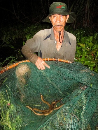 Kiếm bạc triệu mỗi ngày nhờ nghề xúc lươn đồng mùa lũ - 8 Trung bình một ụ cỏ, ông Tuấn xúc từ 3 -4 con lươn