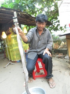 Lao xuống hồ bắt rắn hổ mang, bị rắn cắn tử vong - 1 Con rắn cắn vào tay anh Đạo là rắn hổ mang, dài khoảng 1m và nặng 1,1kg