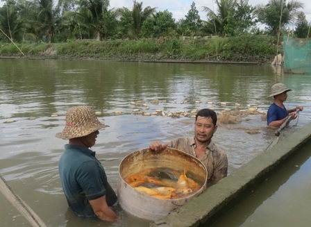 Lãi bộn với chiêu “hóa” giòn cá chép - 2 Nhìn bề ngoài, cá chép giòn chẳng khác mấy với giống các chép vàng mà người dân ta hay nuôi lâu nay