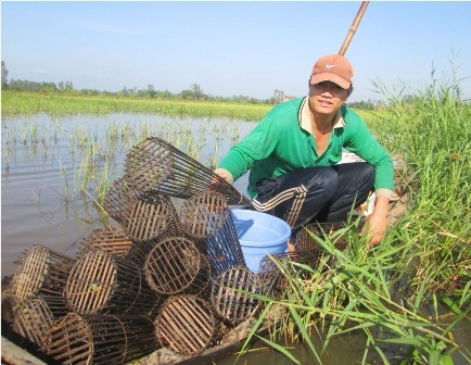 Nghề “độc”: Bắt cá rô đồng mùa lũ - 1 Nghề “độc”: Bắt cá rô đồng mùa lũ